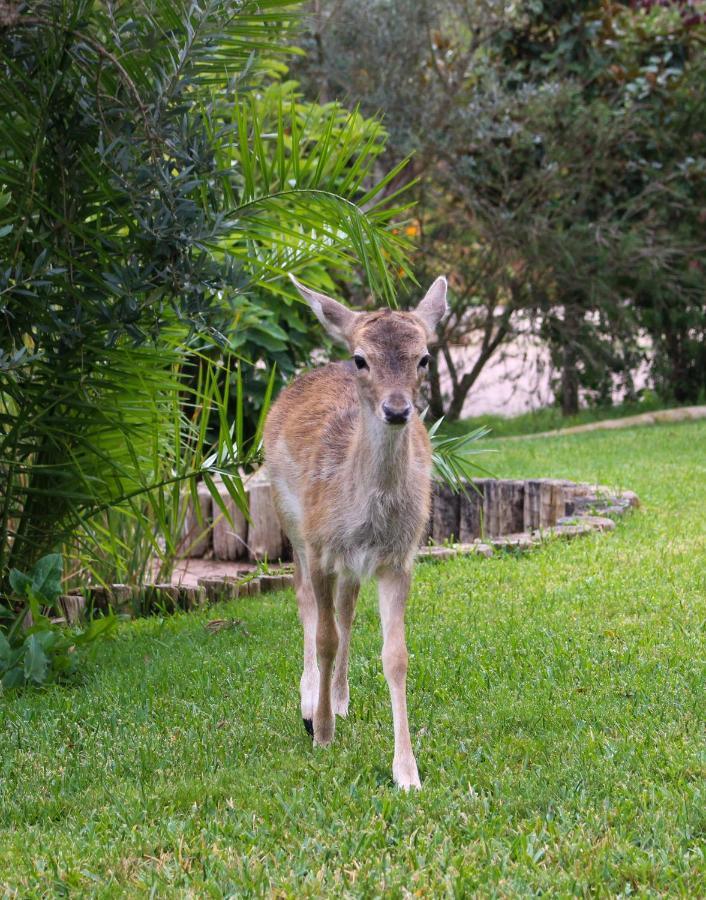 Quinta Do Bamby Leiria Exterior foto